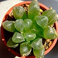 Haworthia cooperi var. pilifera~玉露