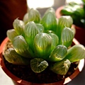 Haworthia cooperi var. pilifera~玉露