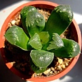 萬輪 haworthia mutica hyb.