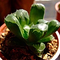 萬輪 haworthia mutica hyb.