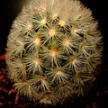 Mammillaria carmenae~嘉汶丸/卡爾梅娜/赤刺