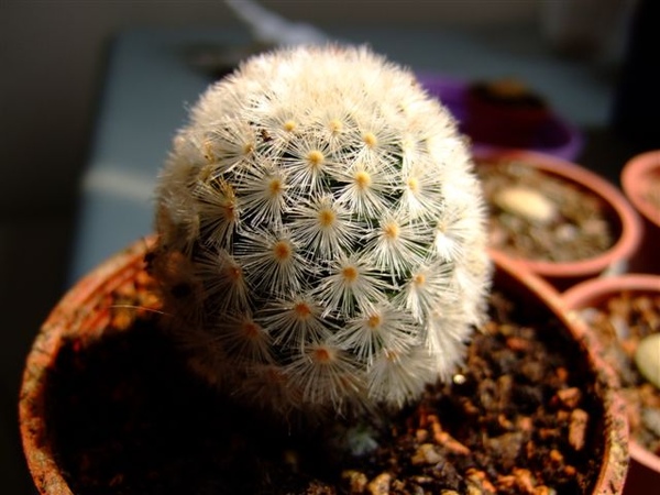 Mammillaria carmenae~嘉汶丸/卡爾梅娜/赤刺