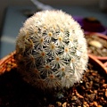 Mammillaria carmenae~嘉汶丸/卡爾梅娜/赤刺