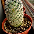 Mammillaria duwei~杜威丸(中長刺退化)