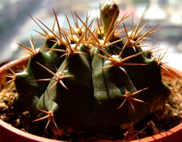 Gymnocalycium anisitsii~翠晃冠(混牡丹玉)_粉紅花