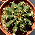 Gymnocalycium anisitii~翠晃冠