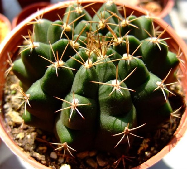 Gymnocalycium anisitii~翠晃冠