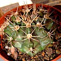 Gymnocalycium anisitsii~翠晃冠(混牡丹玉)_粉紅花