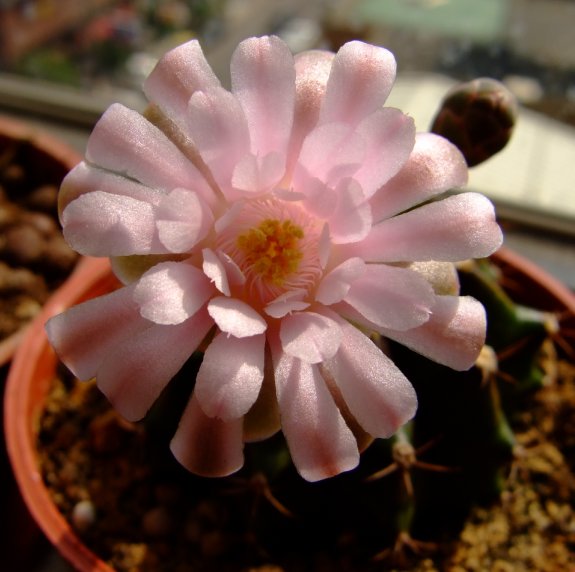 Gymnocalycium friedrichii~牡丹玉雜交