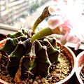 Gymnocalycium friedrichii~牡丹玉雜交