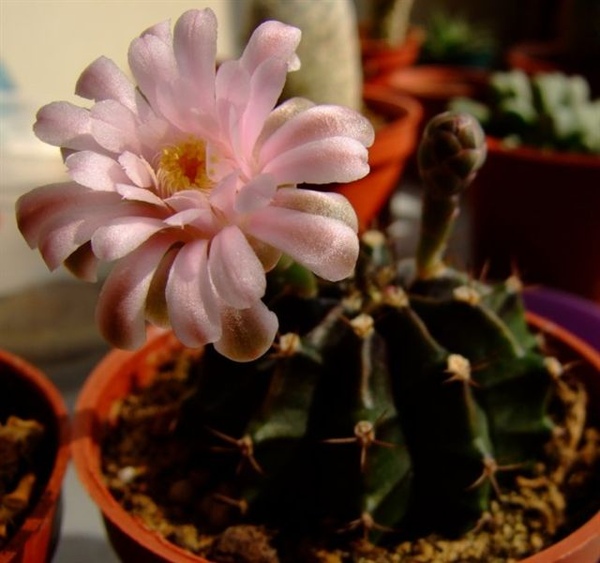 Gymnocalycium friedrichii~牡丹玉雜交