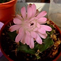 Gymnocalycium anisitsii~翠晃冠(混牡丹玉)_粉紅花