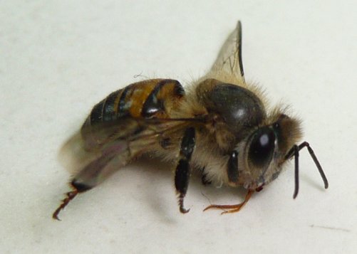 被同伴給...的蜜蜂