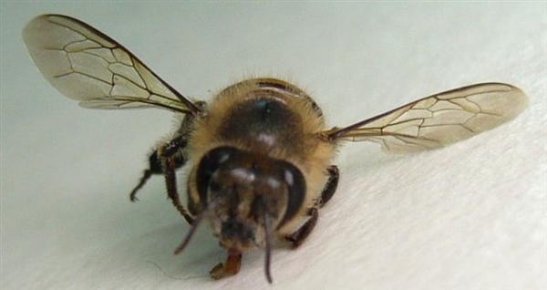 被同伴給...的蜜蜂