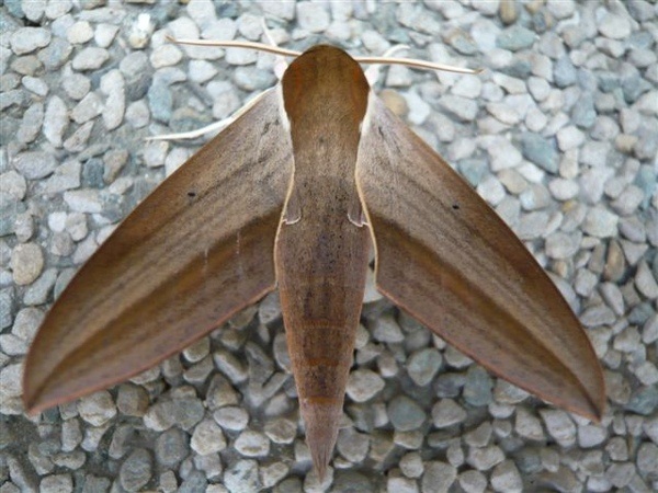 後紅斜紋天蛾Theretra alecto(?)