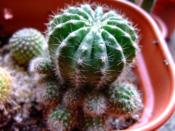 Echinopsis multiplex 八卦癀