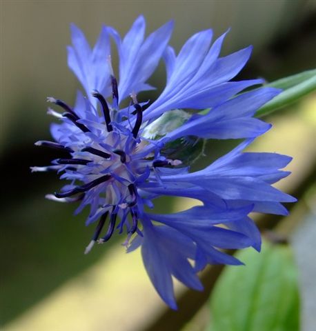 矢車菊Centaurea cyanus