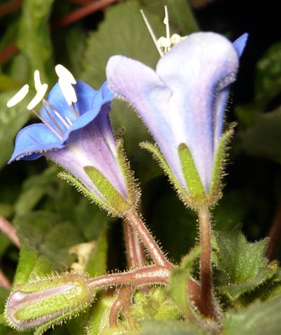 鐘穗花 Phacelia campanularia (California Bluebells) 