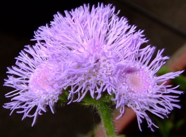 Ageratum houstonianum (Floss Flower) 紫花藿香薊