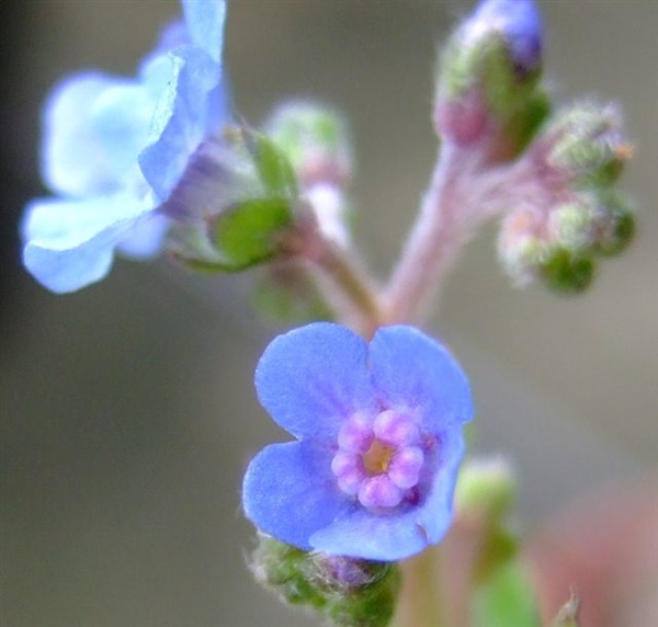 Myosotis sylvatica (Forget Me Not)勿忘我