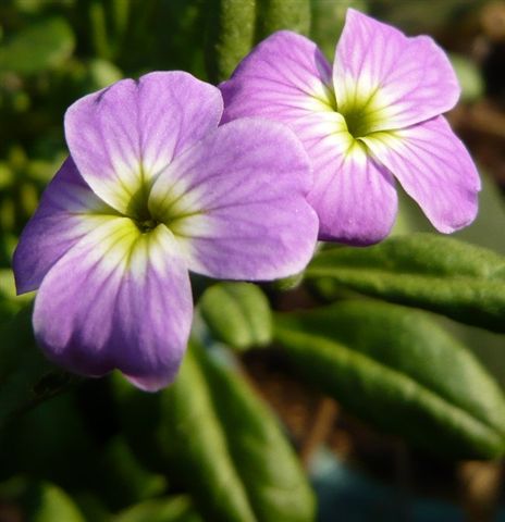 Malcolmia maritima (Virginian Stock) 維吉尼亞紫羅蘭