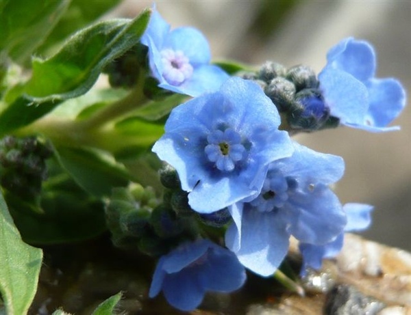 藍布裙or中國勿忘我Cynoglossum amabile (Forget Me Not Summer)