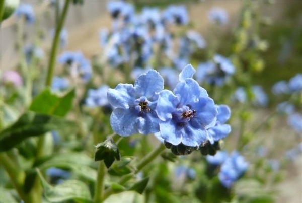 藍布裙or中國勿忘我Cynoglossum amabile (Forget Me Not Summer)