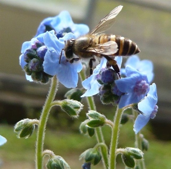 藍布裙or中國勿忘我Cynoglossum amabile (Forget Me Not Summer)