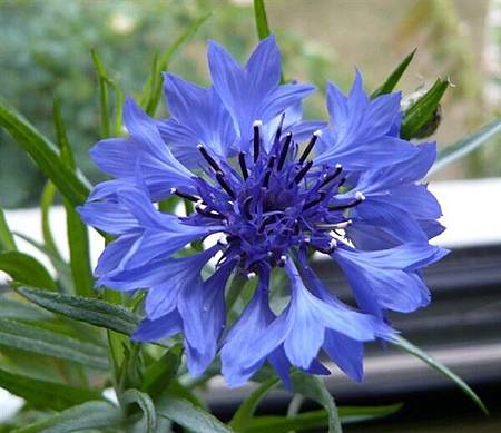 矢車菊Centaurea cyanus