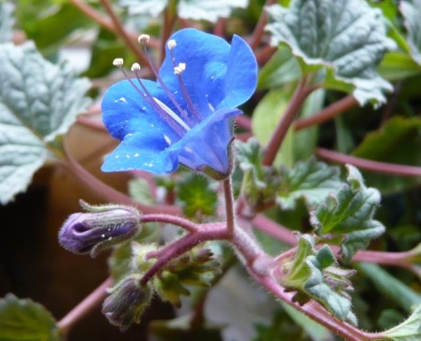 鐘穗花 Phacelia campanularia (California Bluebells) 