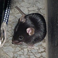 小黑鼠B6