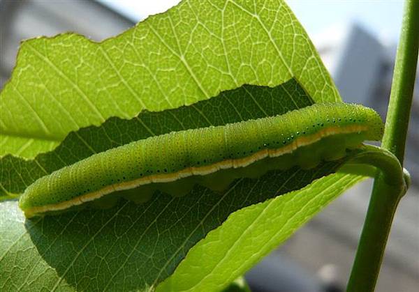 水青粉蝶_幼蟲