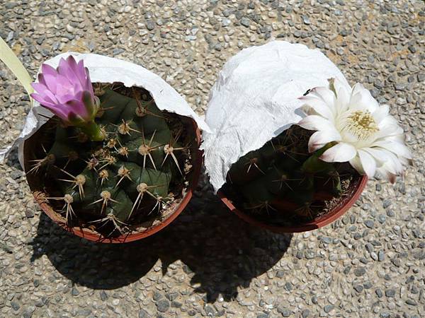 Gymnocalycium anisitsii~翠晃冠