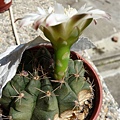 Gymnocalycium anisitsii~翠晃冠