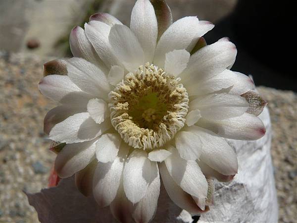 Gymnocalycium anisitsii~翠晃冠