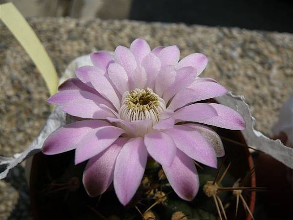 Gymnocalycium anisitsii~翠晃冠(混牡丹玉)_粉紅花