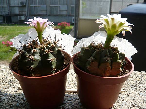 Gymnocalycium anisitsii~翠晃冠