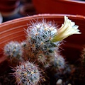 金松玉/松霞~Mammillaria prolifera (?)