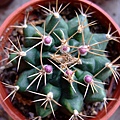 Gymnocalycium anisitsii~翠晃冠錦