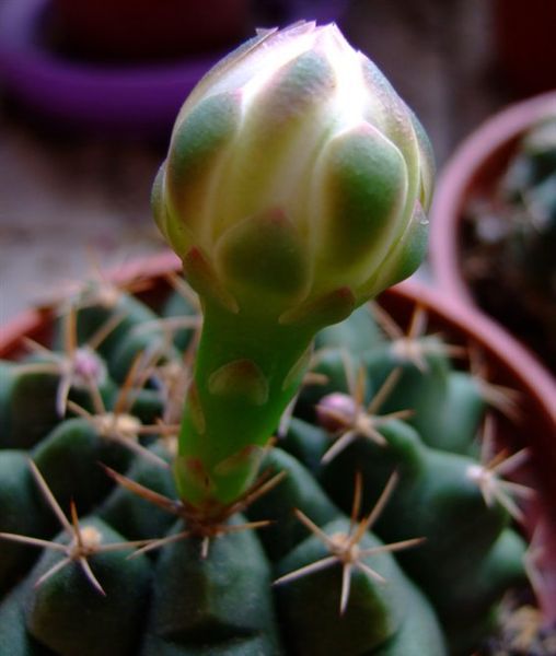 Gymnocalycium anisitsii~翠晃冠_白花