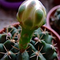 Gymnocalycium anisitsii~翠晃冠_白花