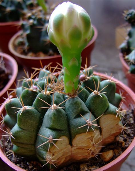 Gymnocalycium anisitsii~翠晃冠_白花