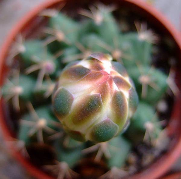 Gymnocalycium anisitsii~翠晃冠_白花