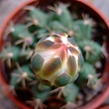 Gymnocalycium anisitsii~翠晃冠_白花