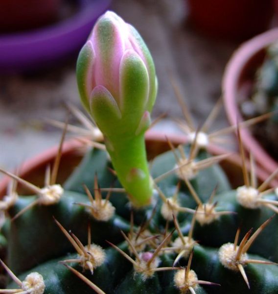 Gymnocalycium anisitsii~翠晃冠(混牡丹玉)_粉紅花