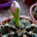 Gymnocalycium anisitsii~翠晃冠(混牡丹玉)_粉紅花