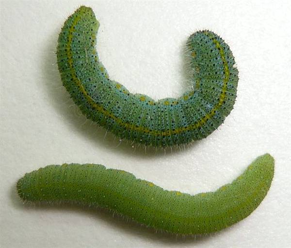 台灣紋白蝶(上)紋白蝶(下)