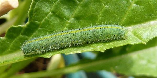 台灣紋白蝶_幼蟲