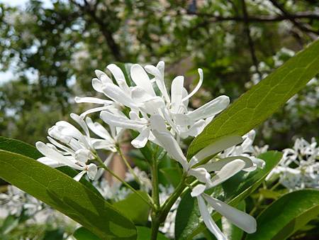 流蘇 (流疏樹)Chionanthus retusus  (木樨科)