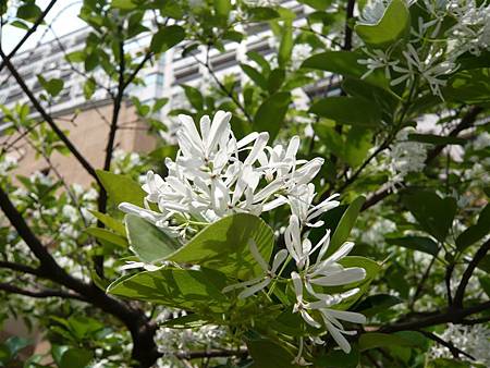 流蘇 (流疏樹)Chionanthus retusus  (木樨科)